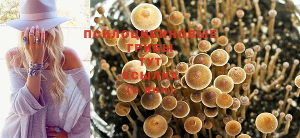 гидра Козловка